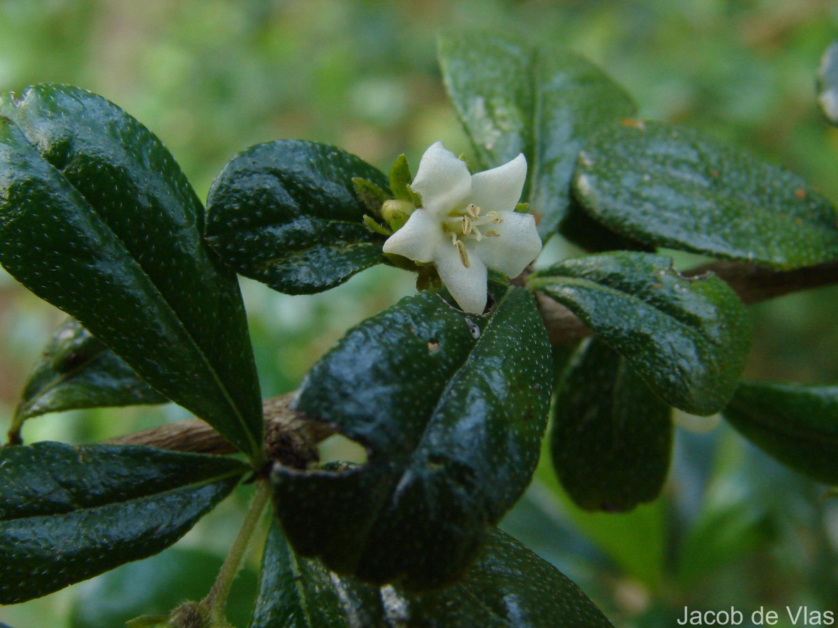 Ehretia microphylla Lam.